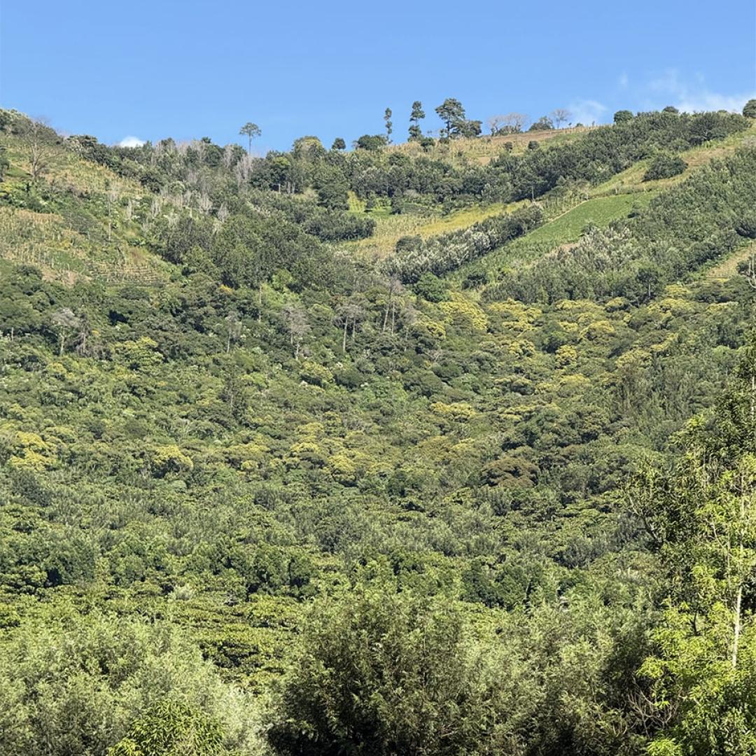 Finca Medina