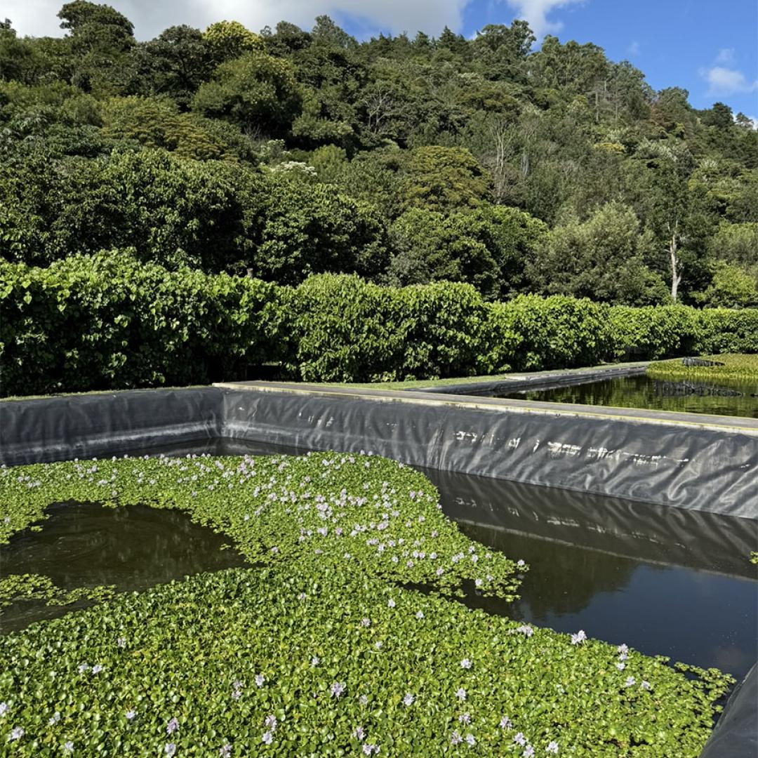 water purification