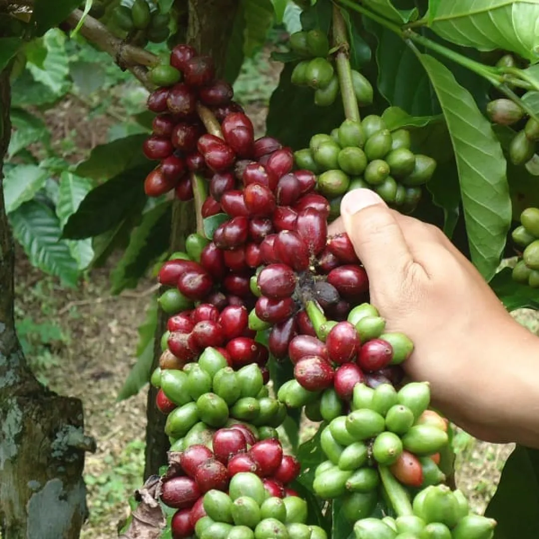 Sumatra Gayo